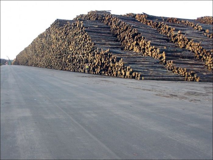 Крупнейшее в мире хранилище древесины в Швеции (6 фото)