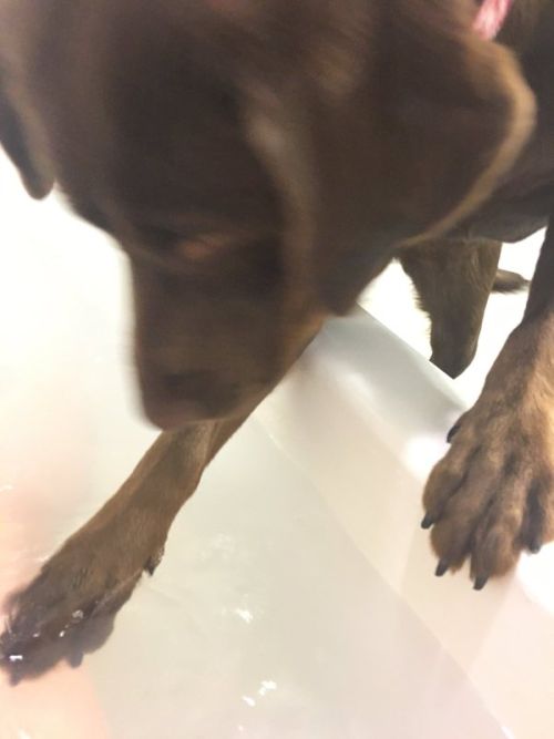 Собаке тоже захотелось принять ванну (4 фото)
