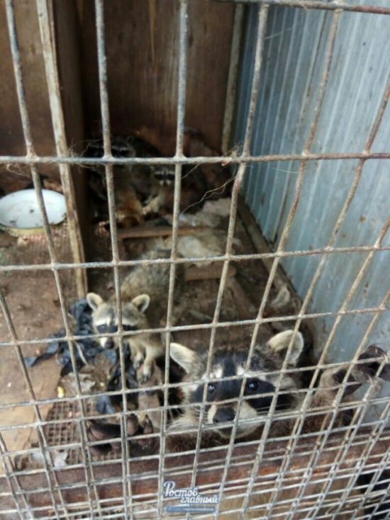 В Новошахтинске в заброшенном зоопарке голодают животные (6 фото)