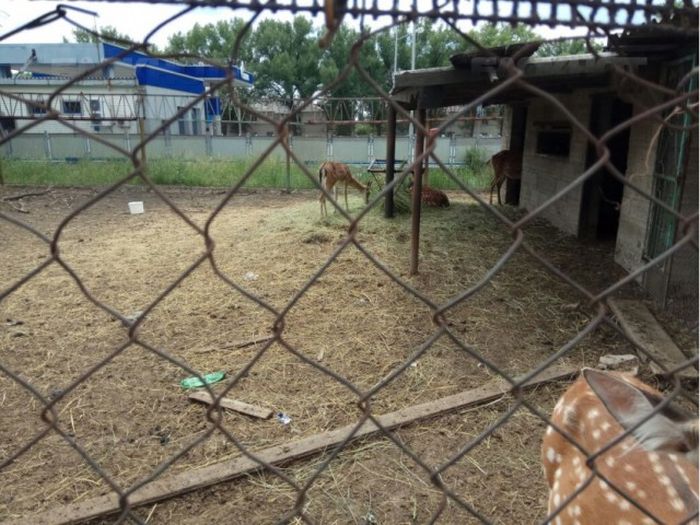 В Новошахтинске в заброшенном зоопарке голодают животные (6 фото)