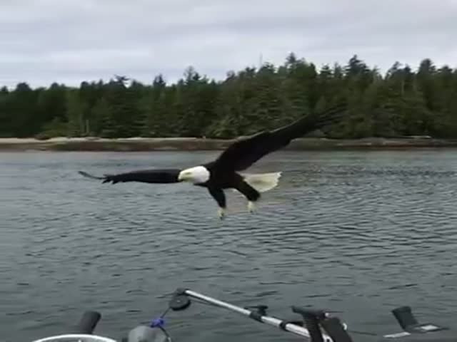 Орел украл рыбу у канадского рыбака