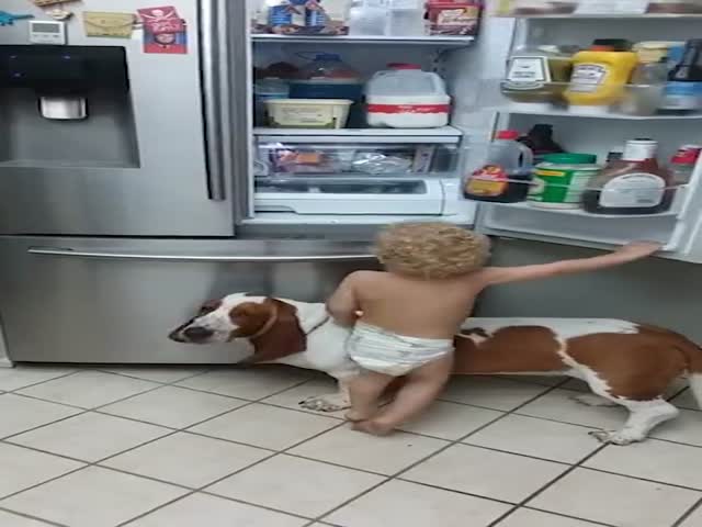 Собака помогла ребенку добраться до холодильника