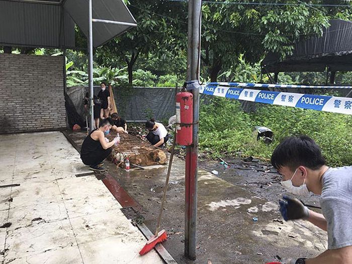 В Китае спасли 1000 собак, которых везли на убой (9 фото)