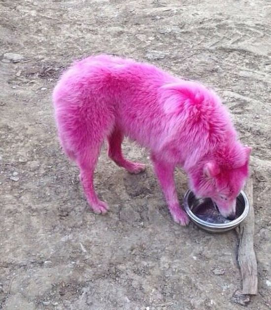 Под Геленджиком спасли розовых собак уличных фотографов (4 фото)