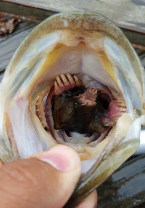 Рыбак обнаружил шокирующую находку внутри сома (3 фото)