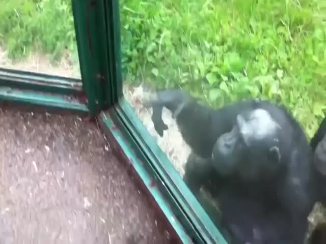 Умный шимпанзе просит воды