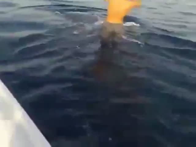 Парни оседлали китовую акулу