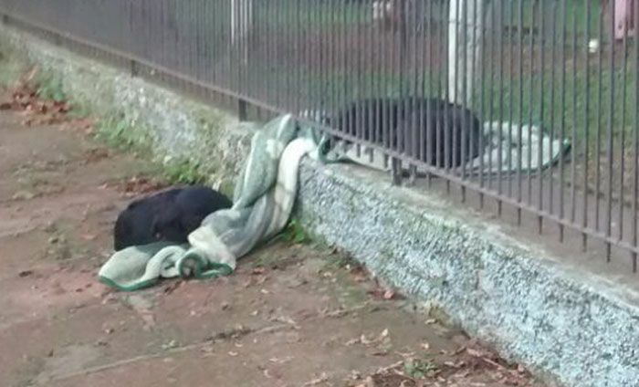 Бывшая бездомная собака стала помогать другой бездомной собаке (3 фото)