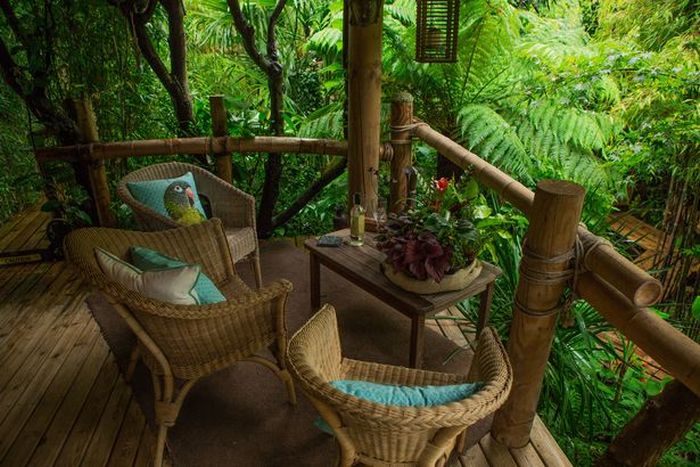 Тропический лес у дома (8 фото)