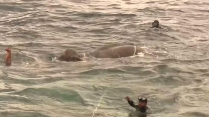 На Шри-Ланки спасли слона, унесенного в открытое море (5 фото + видео)