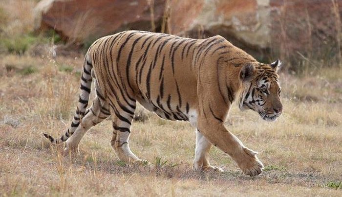 История спасения одного тигра (8 фото)