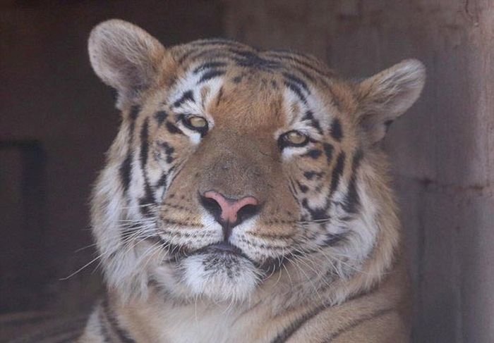 История спасения одного тигра (8 фото)