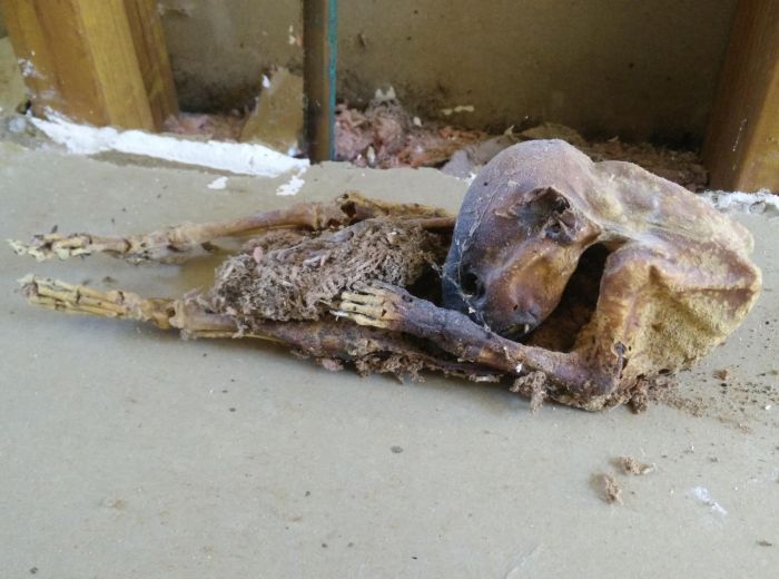 В стене дома нашли останки неизвестного существа (фото)
