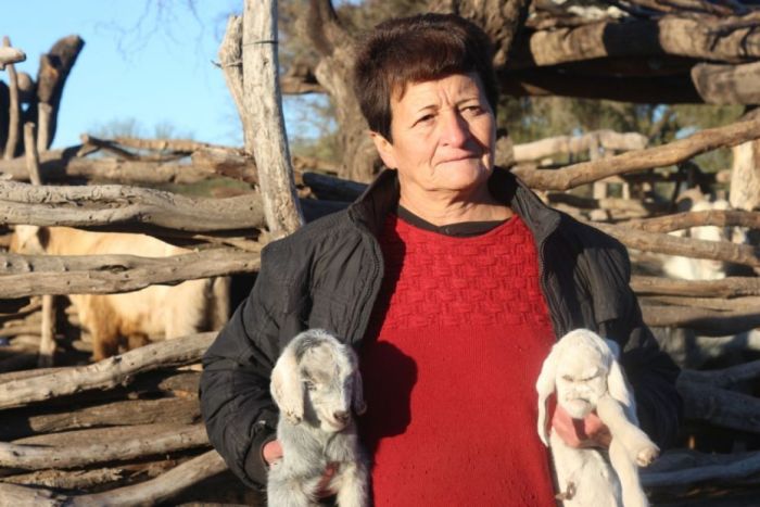 В Аргентине родился козленок-мутант с «человеческим лицом» (4 фото)