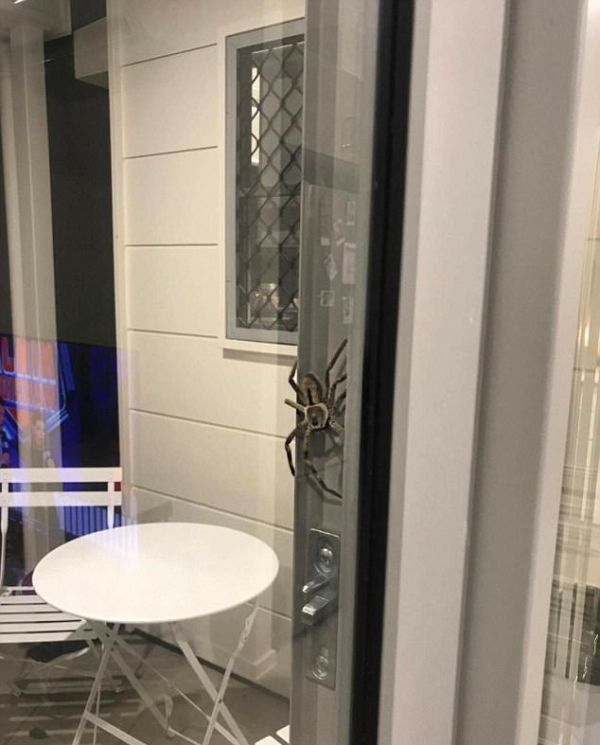 Огромный паук испортил ужин австралийской пары (3 фото)