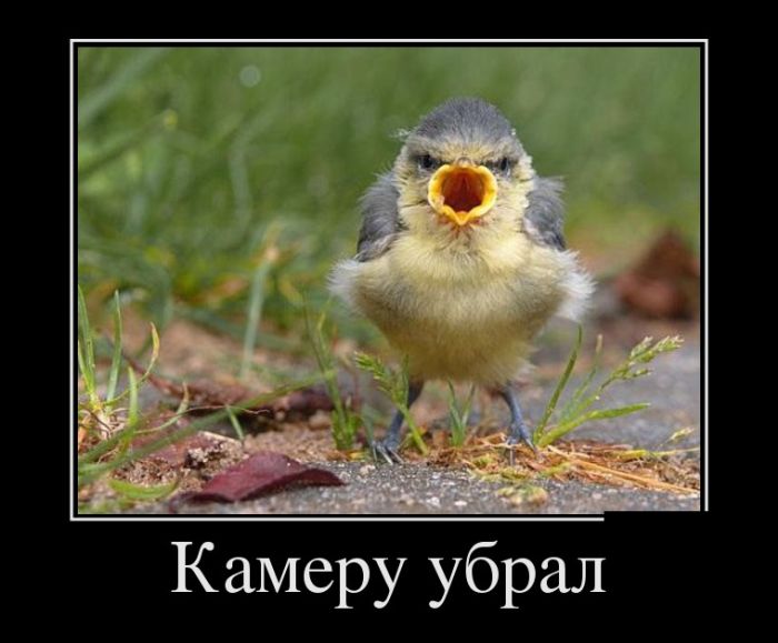Демотиваторы (30 фото)
