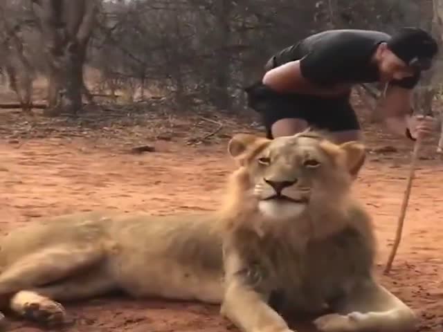 Львица напугала парня