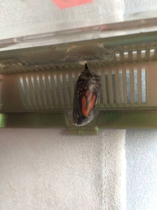Жизненный цикл бабочки монарха (21 фото)