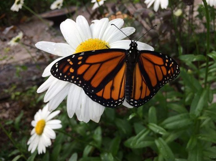 Жизненный цикл бабочки монарха (21 фото)
