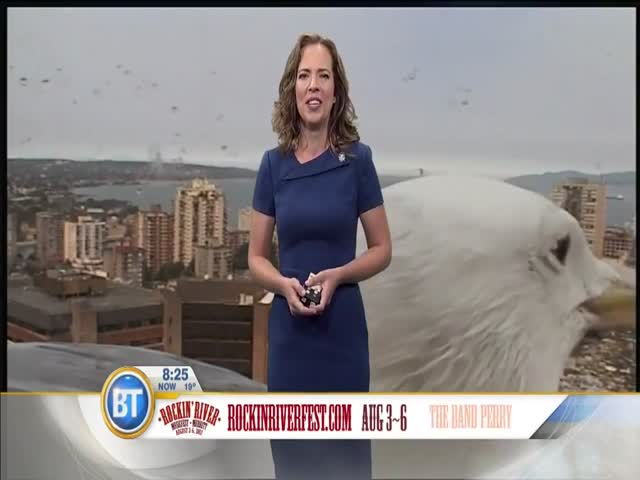 Огромная чайка добавила позитива утреннему шоу на канадском телевидении