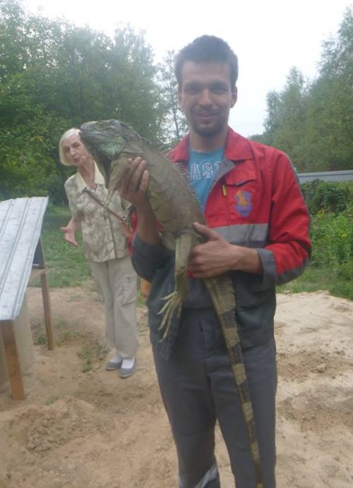 В Киевской области поймали сбежавшую игуану (5 фото)