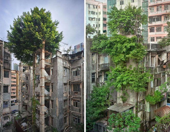 Деревья, растущие в необычных местах (31 фото)