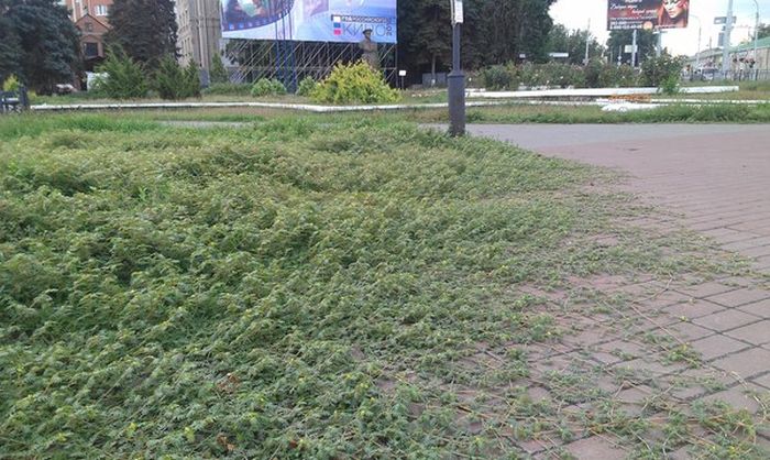 Сорняковое растение якорец стелющийся захватывает Таганрог (3 фото)