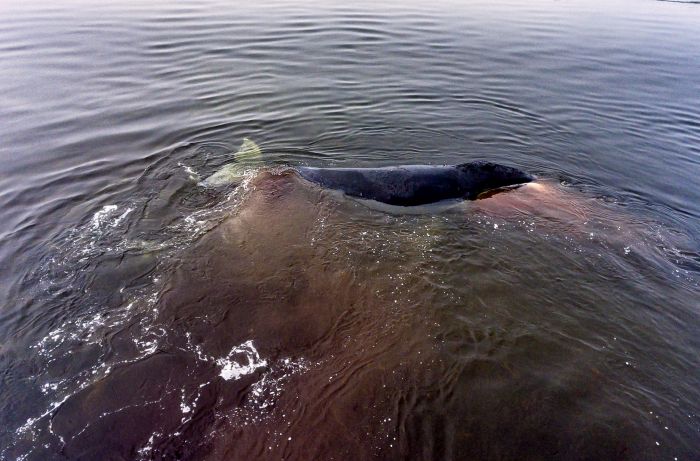 В Хабаровском крае детеныш гренландского кита сел на мель (11 фото)