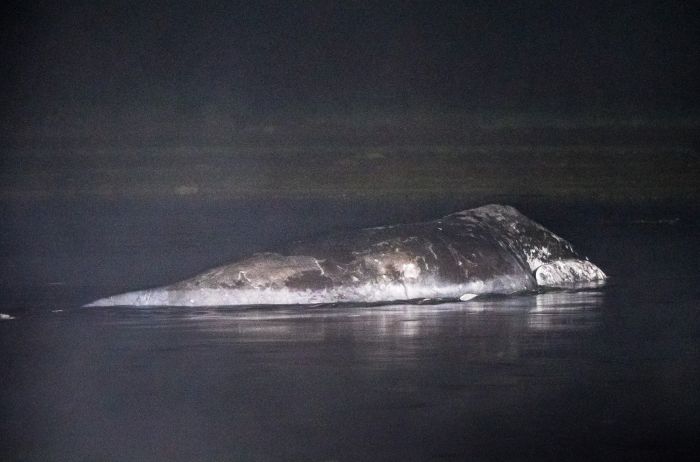 В Хабаровском крае детеныш гренландского кита сел на мель (11 фото)