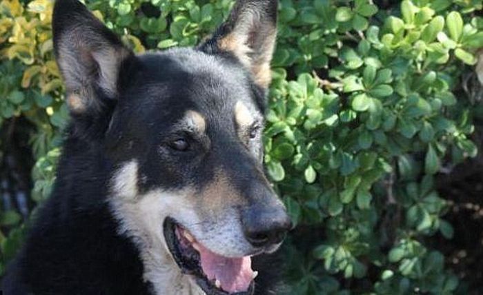 Собака 11 лет живет на могиле хозяина (4 фото)