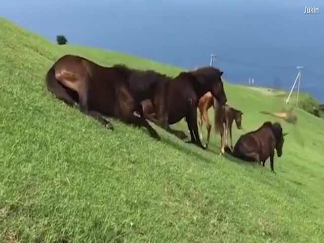 Дикие лошади катаются со склона