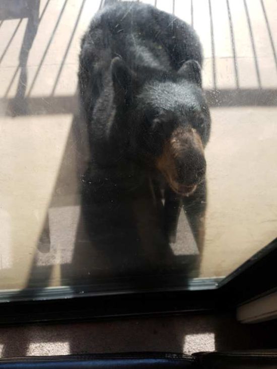 Черный медведь пришел в дом жителей Канады (3 фото)