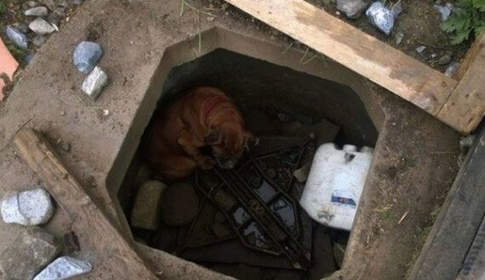 Спасение брошенной собаки (7 фото)