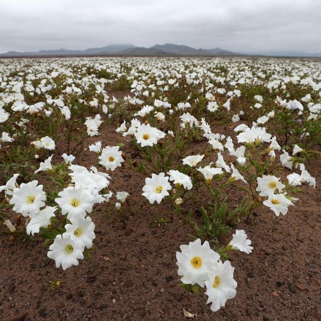 В Чили из-за проливных дождей расцвела пустыня Атакама (4 фото)