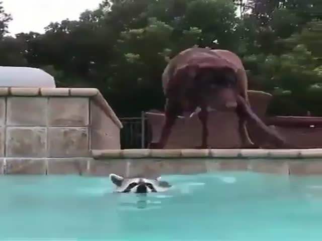 Животные тоже любят купаться в бассейне
