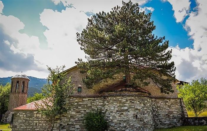 Дерево на крыше церкви в Греции (5 фото)