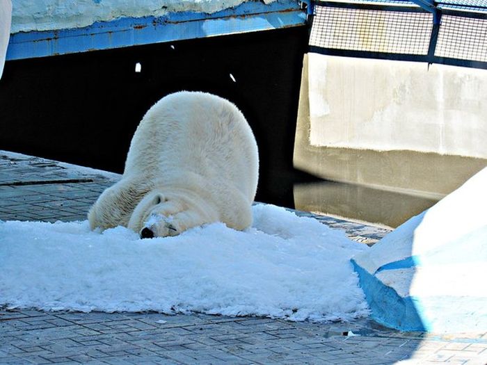 Белая медведица радуется снегу (3 фото + видео)