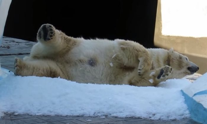 Белая медведица радуется снегу (3 фото + видео)
