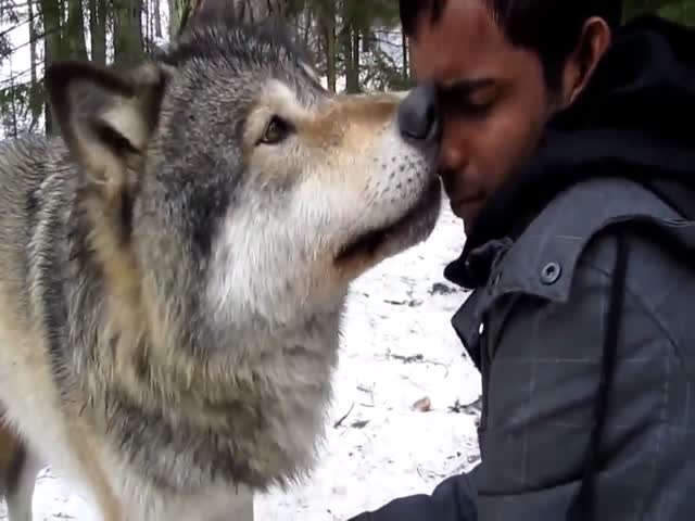 Похоже, этот парень очень нравится волкам