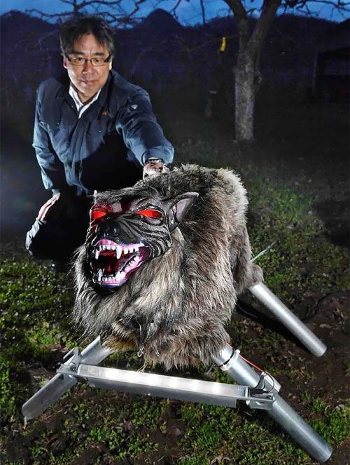 Робот-волк на охране японских полей (4 фото + видео)
