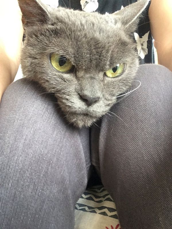 Недовольная кошка по кличке Шамо (10 фото)