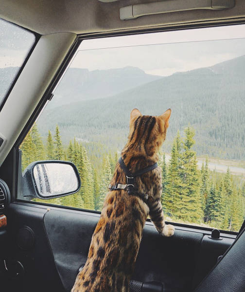 Кошка-путешественница из Канады (36 фото)