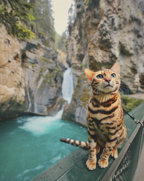 Кошка-путешественница из Канады (36 фото)