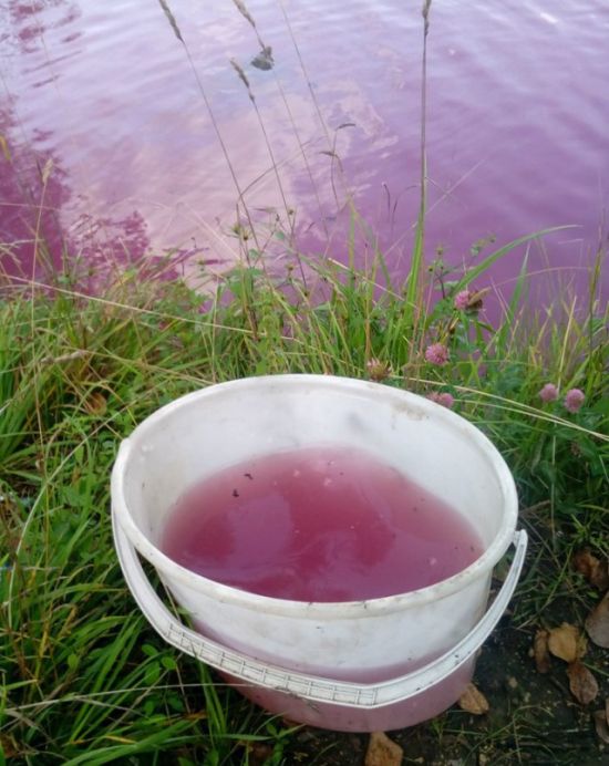 В Тульской области Товарковское водохранилище стало цветным (3 фото)
