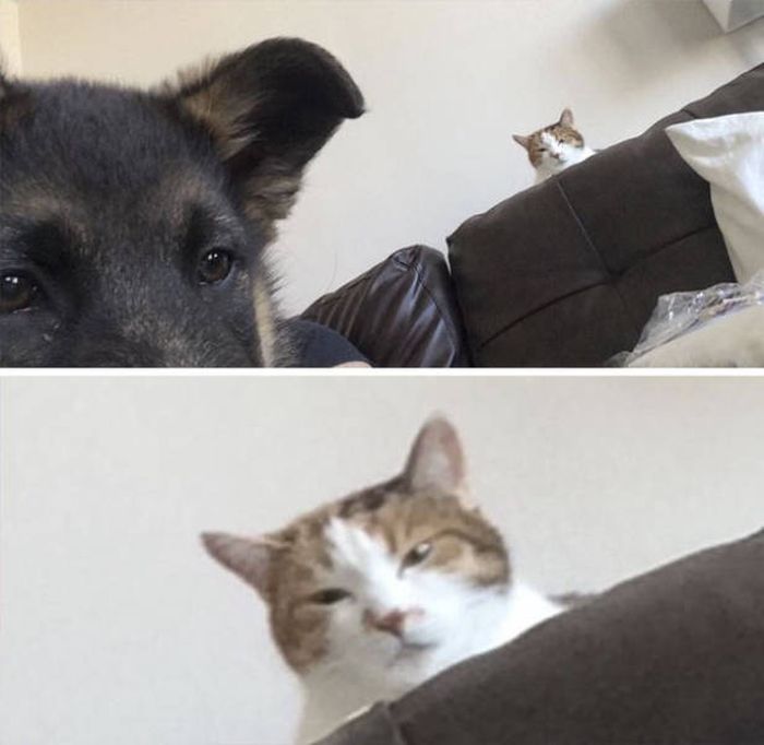 Отношения между кошками и собаками (40 фото)