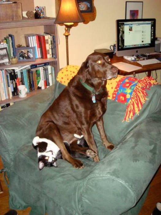 Отношения между кошками и собаками (40 фото)