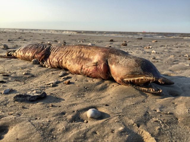 Ураган «Харви» выбросил неизвестное существо на берег Техаса (4 фото)