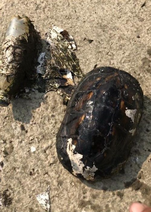 Рыбак обнаружил странную бутылку, оказавшуюся тяжелой ношей для черепахи (4 фото)