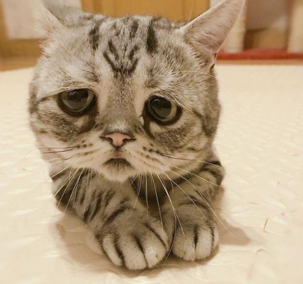 Луху - самая грустная кошка в мире (15 фото)