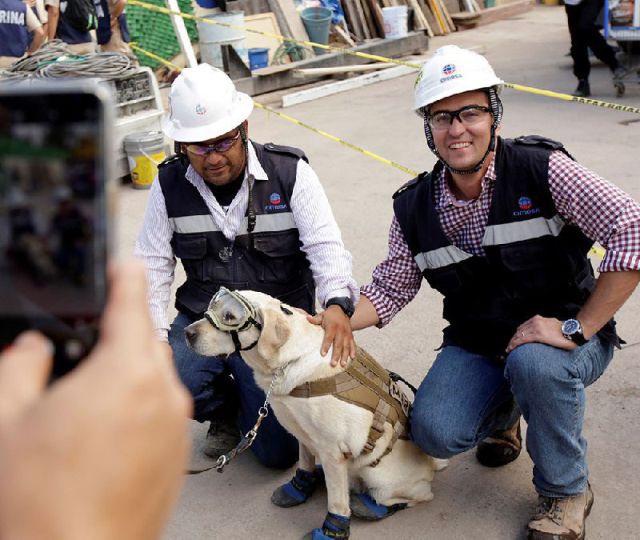 На счету этой собаки десятки спасенных жизней, сделавших ее национальным героем Мексики (4 фото)